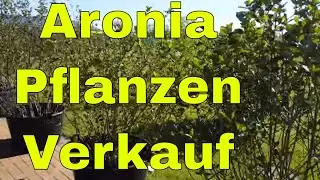 Aronia Pflanzen f&uuml;r den Garten Aronia Pflanzen Nero auch im K&uuml;bel