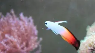 Species Spotlight Season 2 - (We Didn't Start The) Firefish - Episode 4