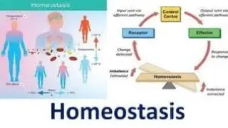 Homeostasis in Anatomical pathology / how tissues maintain constant internal environment