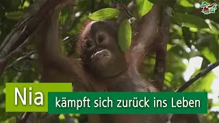 Ein neuer Anfang f&uuml;r Nia