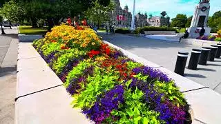 [4K] Dobly Vision HDR Remastered Hifi 4K60P UHD MV | 🌹 Vancouver Island ~ Victoria BC Sept 2025🌹