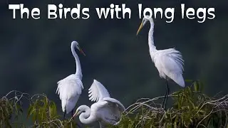 The birds with long legs |list of long legged birds| long legged birds name in English
