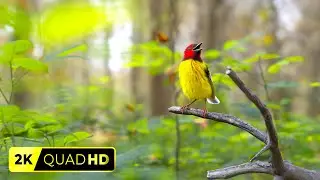 Morning Bird Songs for Focus & Positive Energy | Nature Sounds | 2K