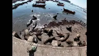 Котики в порту Икике