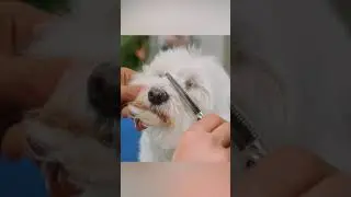 &iexcl;CARITA PERFECTA! 😍C&oacute;mo CORTAR EL PELO de los OJOS en un perro Bich&oacute;n Malt&eacute;s en casa