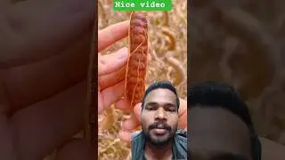 492th short video #shortvideo #fruit #funny #fruitcutting #animals #vegetables #carving #satisfying