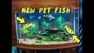 Catching a Pet Fish For Aquarium | Pnw Bassin