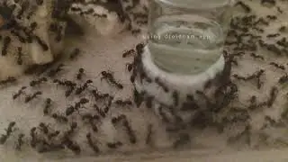 蟻讀館 Antarium｜水塔旁 By The Water Tank｜Ant Colony Live#11