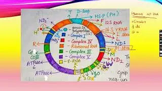 Mitochondrial DNA-part 2- structure,replication and uses explained