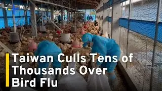 Deadly Avian Flu Prompts Mass Chicken Culling in Taiwan｜TaiwanPlus News