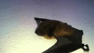 Big Brown Bat Removal | Bats Not Flying | Bats at Rest