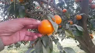 Pakistan Best Orange l Sargodha Famous Orange