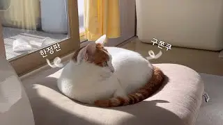 요즘 유행하는 두쫀쿠 말고.. 구쫀쿠