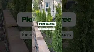 Emerald Green Arborvitae 🌲 Privacy for tight spaces #landscaping #gardening #evergreentree