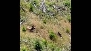 Oregon elk scout