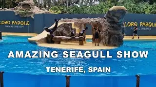 Best Seagull Show at Loro Parque | Tenerife Family Adventure & Top Zoo Attraction