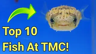 Exploring Europe's Largest Importer of Saltwater Fish: My Top 10 Favorites
