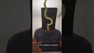 Snakes on a Plane&hellip; for Real 🐍✈️