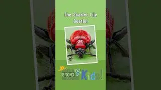 Let's Learn Trading Cards - Scarlet Lily Beetle
