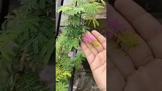 #gardenflowers #sami #shamiplantflower #garden #terracegardenindia #flowers #plants #monsoon #tips