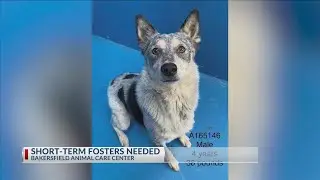 Short-term fosters needed for the Bakersfield Animal Care Center