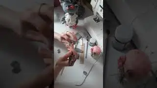 Мастер-класс - "Мышка для кота"