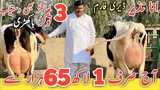 Rana Nazir Dairy Farm | Imported HF & Australian Friesian Cows | Best Milking Cows for Sale