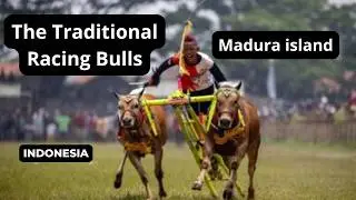 Karapan Sapi, traditional bull racing event originating from Madura Island, East Java.