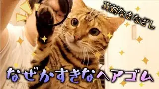 大好きな奥さんのヘアゴムで遊ぶロゼ
