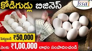 Eggs contracts in Andhrapradesh