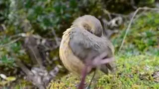 Tawny Antpitta, Grallaria quitensis