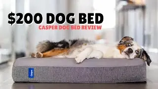 I Bought A $200 Dog Bed | Casper Dog Bed Review