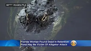 Florida Woman Found Dead In Retention Pond May Be Victim Of Alligator Attack