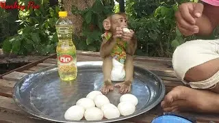 Baby Poo enjoying fried egg with rice | Baby monkey eat fried egg