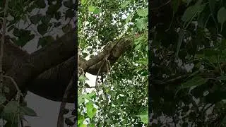 #BirdOnTree #NatureBeauty #BirdWatchingIndia #JungleBirds #WildlifeInIndna#PeepIntoNature
