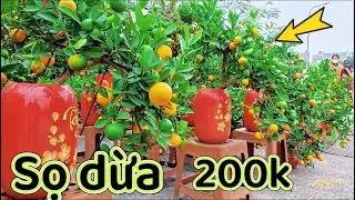 Quất cảnh Tết 2026. Thị trấn Gia Bình 