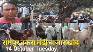 रामपुर बकरा मंडी बाजार खोद || Indianbreeds 