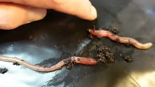How to identify RED WIGGLERS. What my Fat Reds (Eisenia fetida) look like.