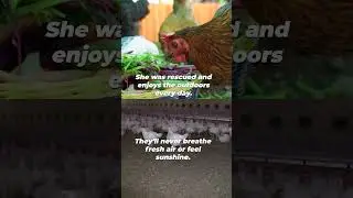 The only difference is circumstance. Every chicken is someone&nbsp;🐓