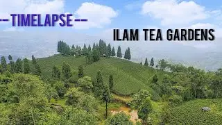 TIMELAPSE || Tea gardens of Ilam district, Nepal