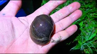 Catching Invasive Apple Snails - Catching Insects at Night