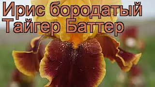 Ирис бородатый Тайгер Баттер (iris) 🌿 Тайгер Баттер обзор: как сажать, саженцы ириса Тайгер Баттер