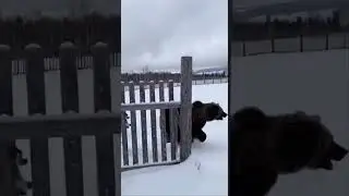 Bear Slips from Snowy Roof as Alabai Dogs Save the Day #dogs #snow #rescue