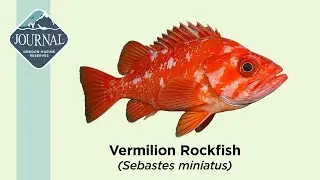 Vermilion Rockfish (Sebastes miniatus)