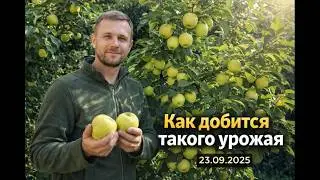 Урожай яблони осень 2025 полные ящики золотистых яблок 😁