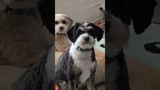 Cavapoo Pillow Fight! 😂