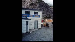 Cabot Fish Market . 1981 . Pic to A.I. Vid. Quidi Vidi . St. John's . NL.