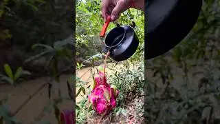Dragon Fruit COFFEE HACKS to Save Your Morning! #howtomake #survival #bushcraft #diy