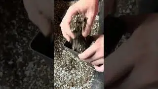 Я вырастил персиковое дерево из семечка.