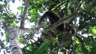 Madidi Titi, Plecturocebus aureipalatii at Tambopata Research Center